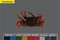 藏品(弧邊管招潮蟹)的圖片